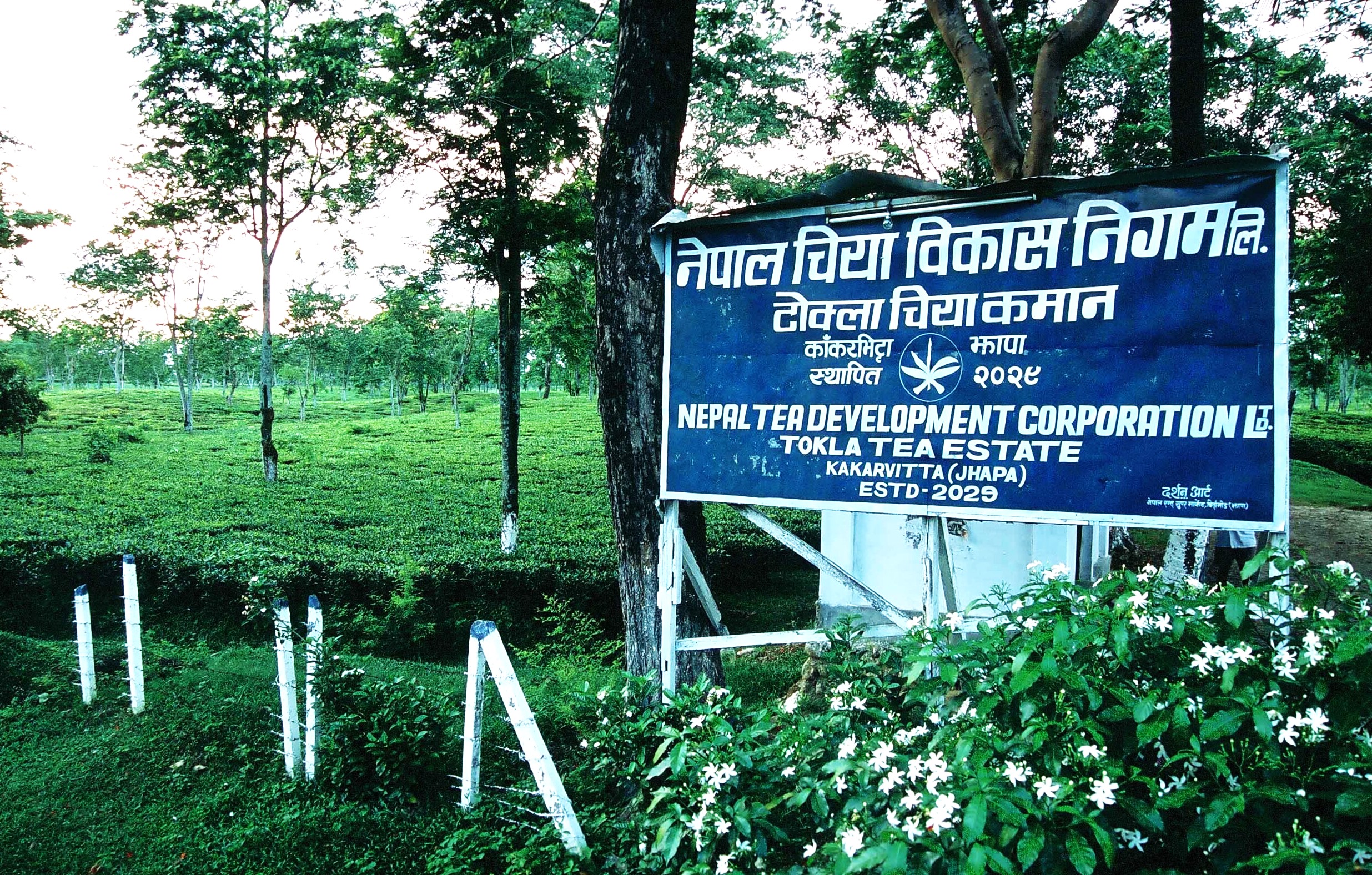 नेपाल चिया विकास निगमको सञ्चालन आम्दानी १ अर्ब माथि, आईपीओ निष्कासनको तयारी